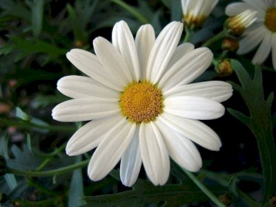 SALVATORE CAPASSO