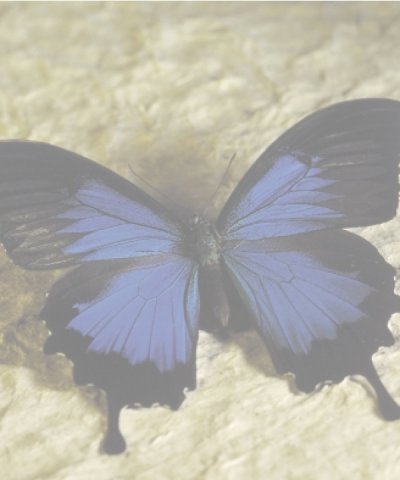 NOEMI PIRONATO "ZUILA"