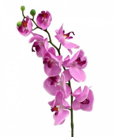 MARIA TERESA PIGNATARO in ZAURI